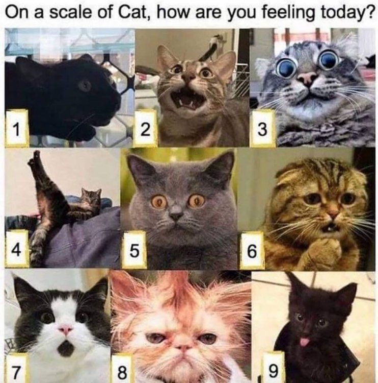 how are you catting.jpg